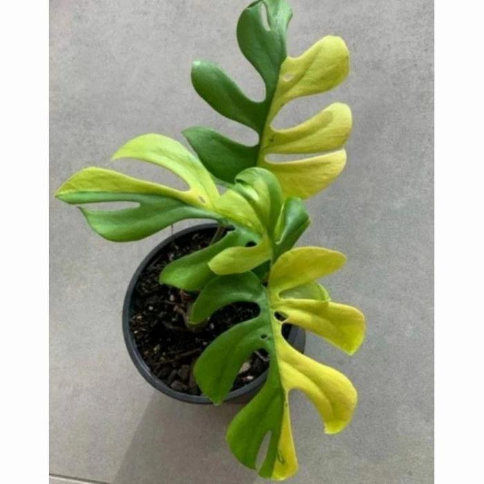 MONSTERA VARIEGATA YELLOW BONGGOL/MONSTERA AUREUM BIBIT BONGGOL