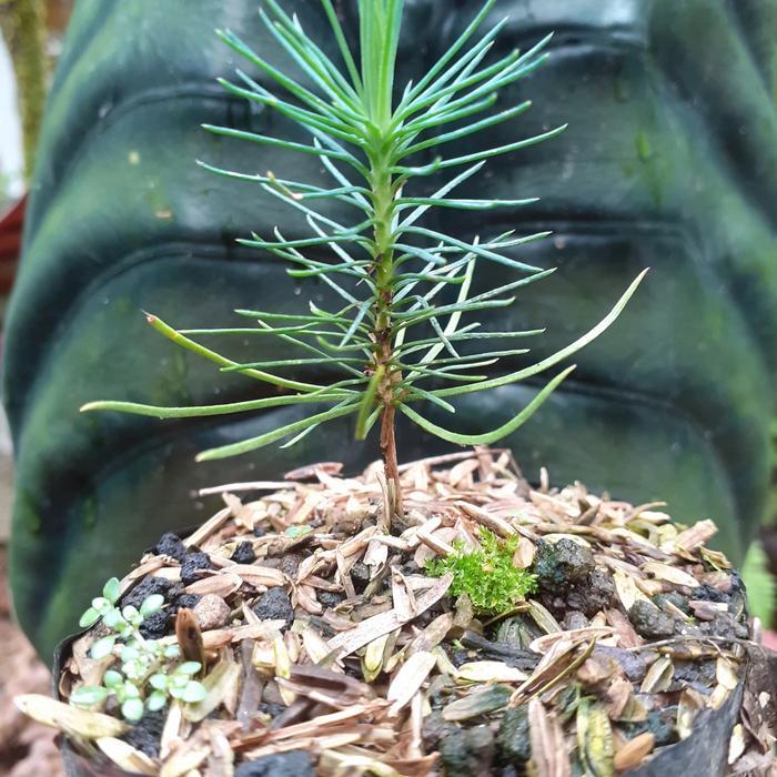 "New" japanese black pine bonsai