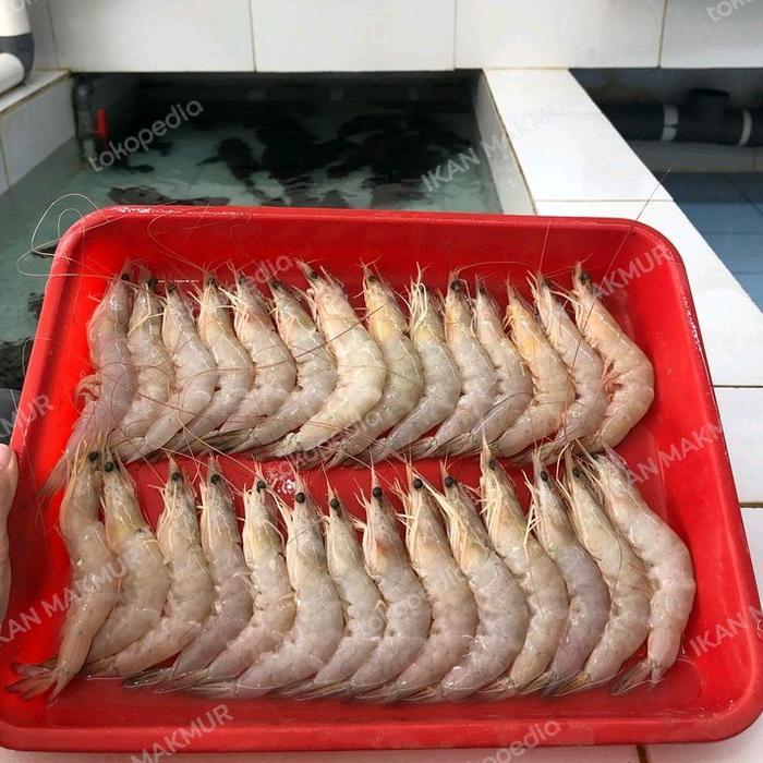 Udang White Vaname Berkualitas Besar 1 Kg / Size 25 - 30