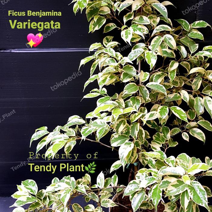 Ficus benjamina Variegata,Beringin Putih +pot putih Tanaman