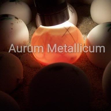 Senter Teropong Telur Burung Fleksibel