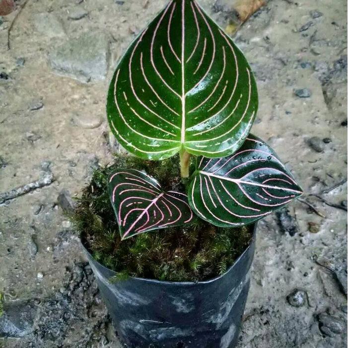 "New" paket 3 aglonema tanamanhias aglonema -aglonema rotundum aceh - aglonema lipstik merah aurora