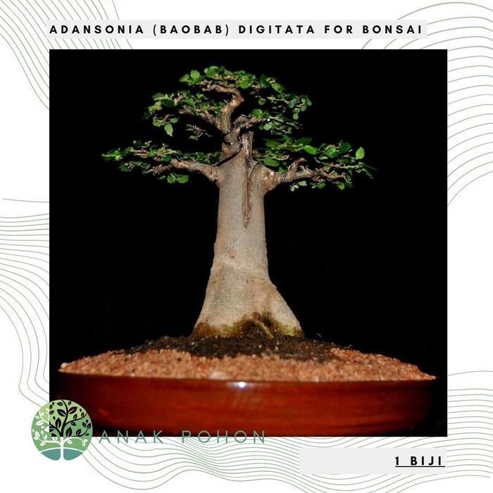 Growterra Farm BENIH / BIBIT / BIJI - ADANSONIA (BAOBAB) DIGITATA FOR BONSAI - IMPORT