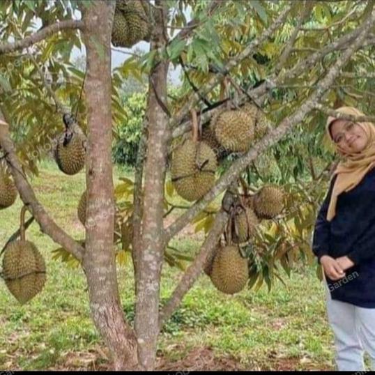 Tanaman bibit buah Durian Duri Hitam original premium Terbaik