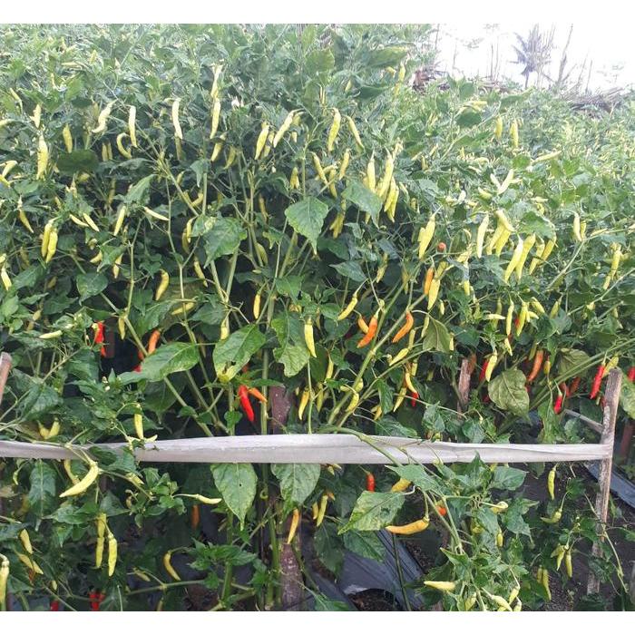 Serasiinspace Benih Cabe Rawit Anjasmara 10 Gram Cap Bunga Matahari Lebat Pedas Panjang
