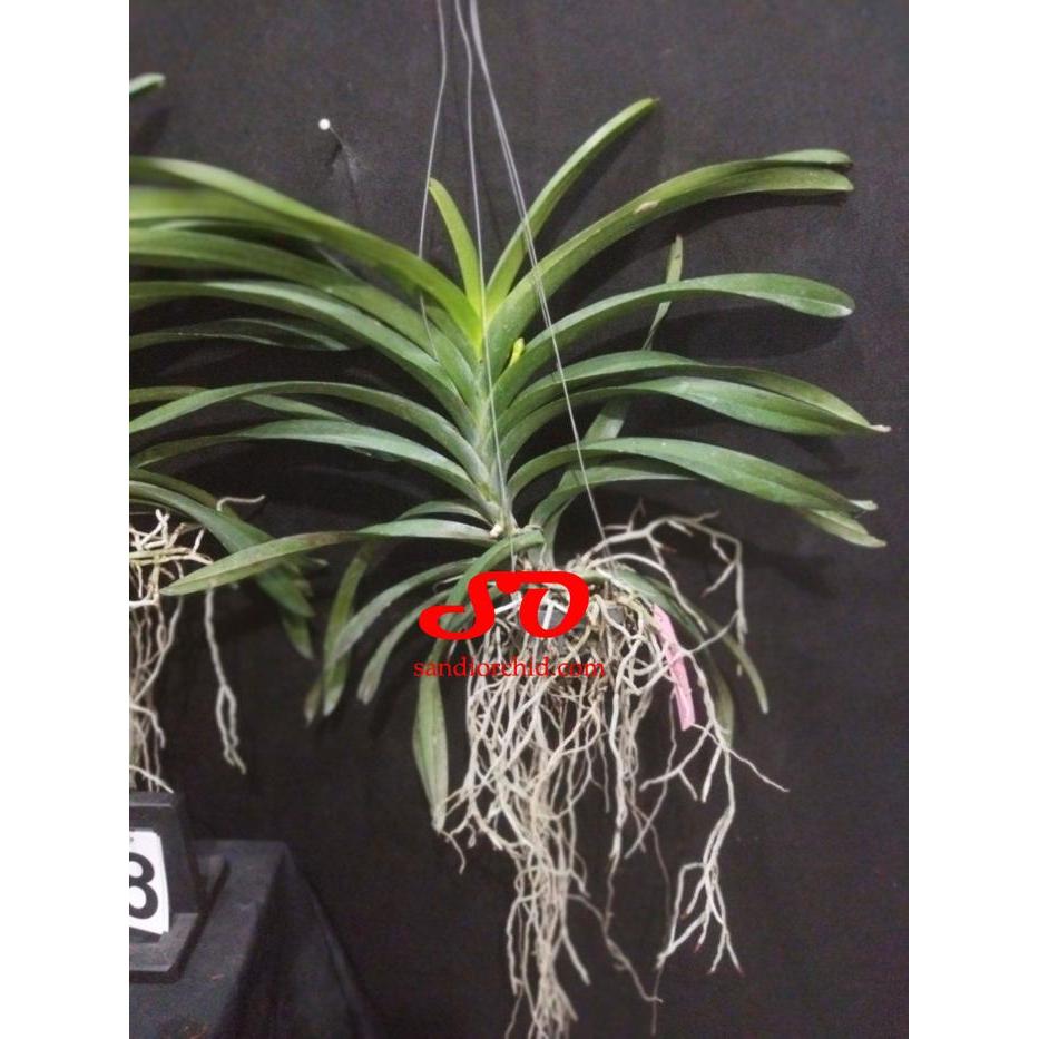 [ DEWASA ] Vanda ASEAN Butterfly [ Vanda Doctor Anek Vanda Butterfly ]