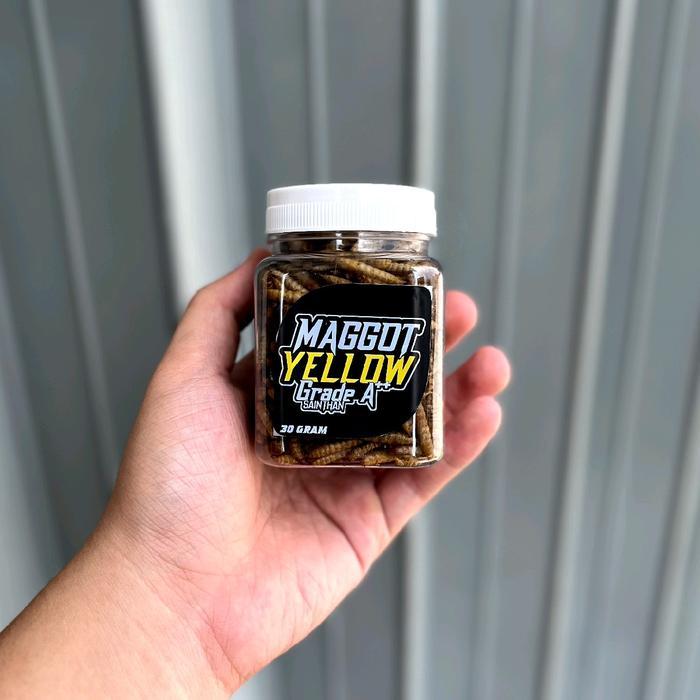 Maggot Yellow, Blue, Red SaintHan Grade A++ Kemasan Baru untuk Channa Ys, Maru, Auranti, Blue