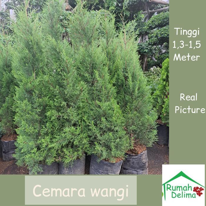 Pohon Cemara Wangi 1 meteran Gratis Ongkir