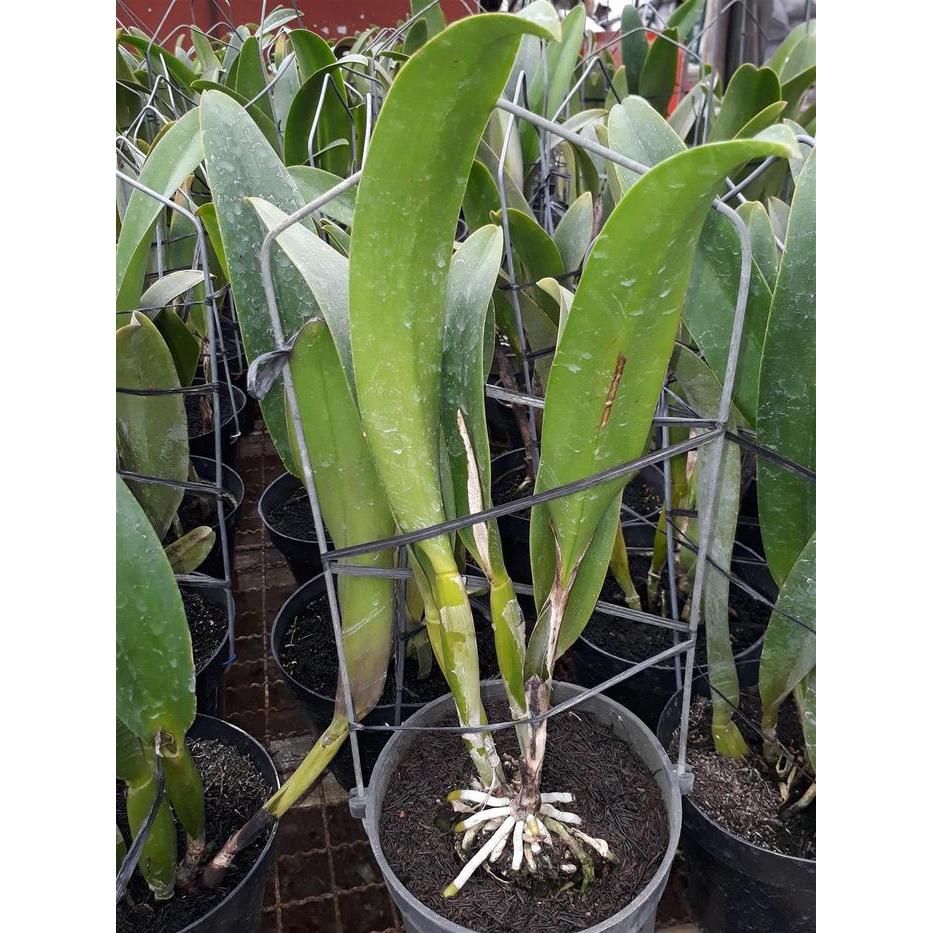 Cattleya BLC Thong Suphan