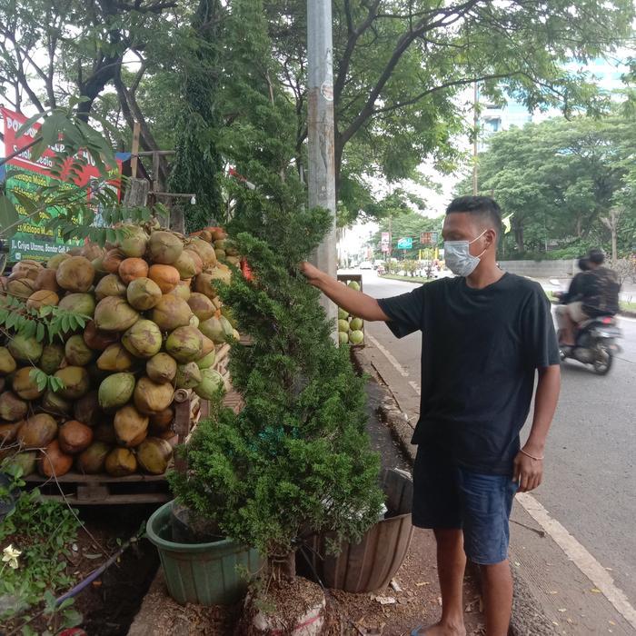 Tanaman hias Cemara lilin 2meter/Cemara natal
