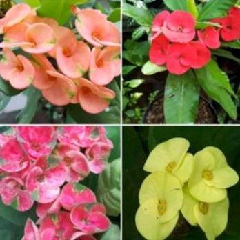 TANAMAN HIAS EUPHORBIA BUNGA MILLI REMAJA//EUPHORBIA MILLI - BUNGA HIAS EPORBIA - BUNGA HIAS HIDUP