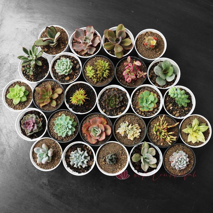 PAKET Kaktus Sukulen SEKULEN cactus mini Tanaman hidup asli Taman hias bunga bukan plastik