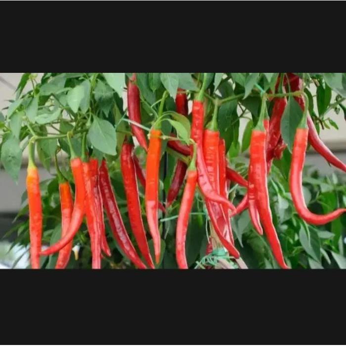 PUPUK BULAI CABE ANTI KERITING DAN NUTRISI UNTUK TANAMAN CABE 100ML