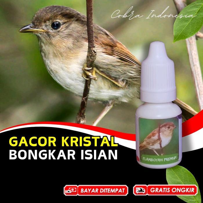 Vitamin Burung Flamboyan Gacor