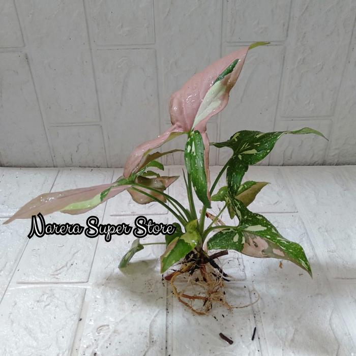 Tanaman Air Hias SyngoniumTricolor Pot Kaca Gelas Meja Cantik