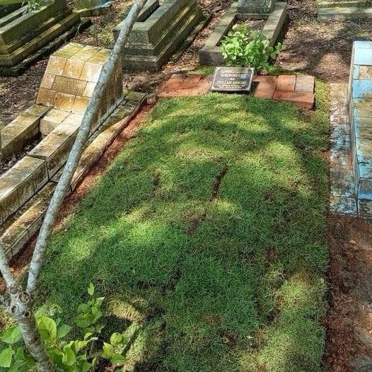 PAKET Rumput jepang untuk 1 makam full ( 50 Pcs / Lempeng Rumput Jepang Hidup ) Rumput jepang untuk