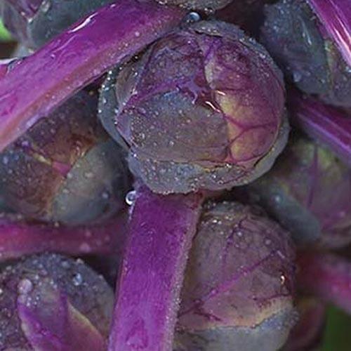 Sale Terlaris 8 Biji - Benih Kubis Mini Ungu Brussels Ungu Kubis Mini Kol Mini Brussels Sprout - Sri