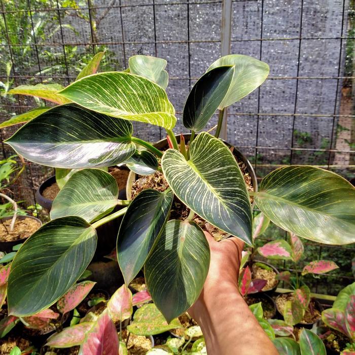 TERLARIS bibit philodendron Birkin lokal/pohon Philo birkin lokal READY STOCK