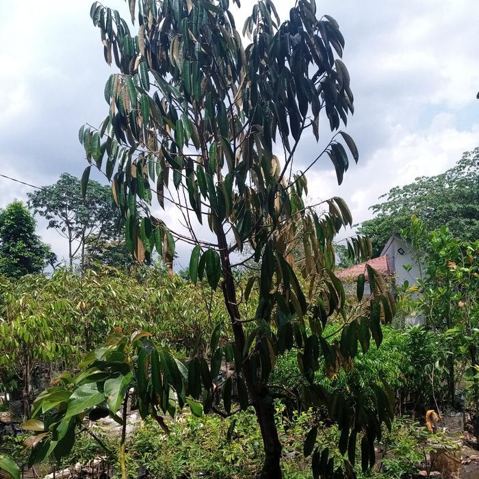 POHON DURIAN BAWOR SIAP BERBUAH-DURIAN BAWOR