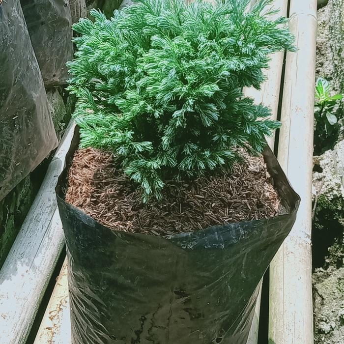 Stok Baru Cemara perak besar