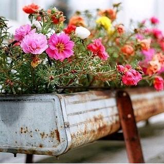 Premium Benih Moss Rose Isi Ratusan Biji - Warna Merah, Ungu, Kuning, Putih, Dan Pink Bunga Original