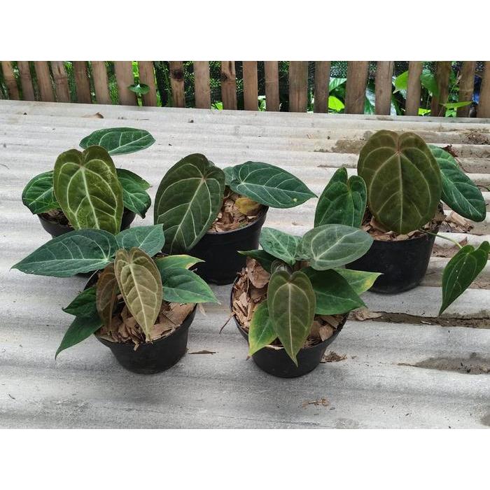 Tanaman hias kuping gajah dreslery x forgetii