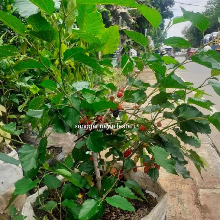 TANAMAN POHON BUAH MURBEI SUDAH BERBUAH MERAH HITAM
