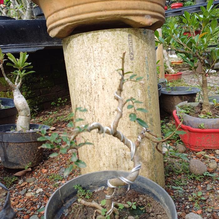SIAPKIRIM bibit/bahan bonsai ulmus murah READY STOCK