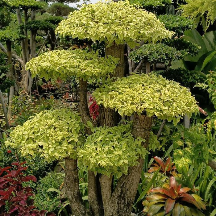 ASLI pohon bonsai anting putri fosil READY STOCK