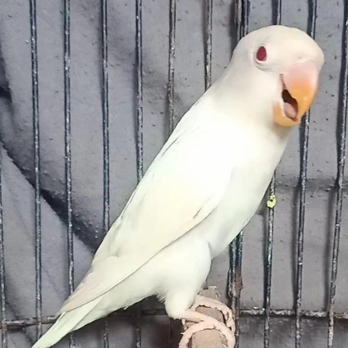 Love Bird Albino Mata Merah