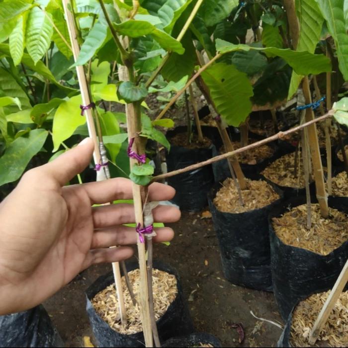 Bibit Tanaman Buah Matoa Kuning Sambung Terbaik