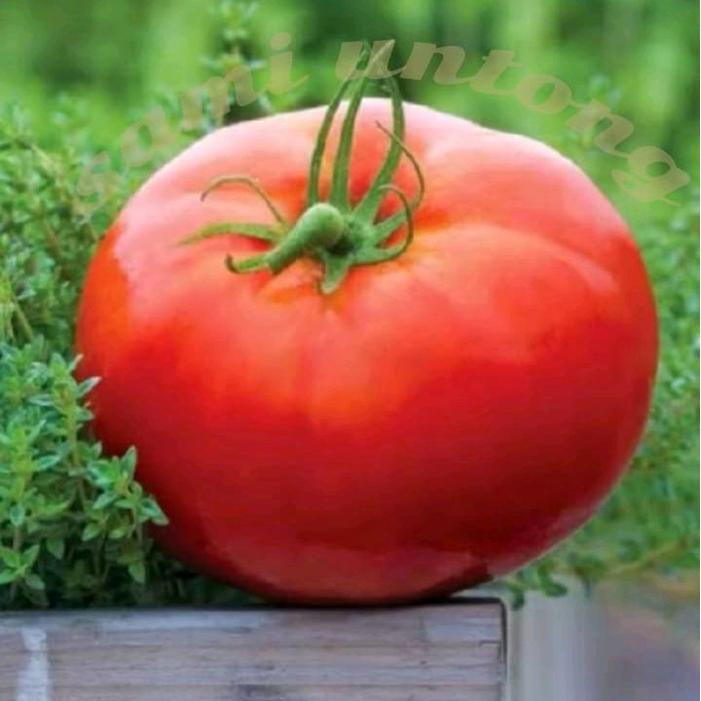 TERLARIS BIJI BENIH TOMAT JUMBO biji bibit tomat RAK 10 BIJI Selamat Berbelanja