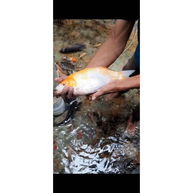 (COD) Pakan Ikan Pelet BOOSTER untuk Pertumbuhan Maksimal Ikan Hias Koi Louhan Nila Koki