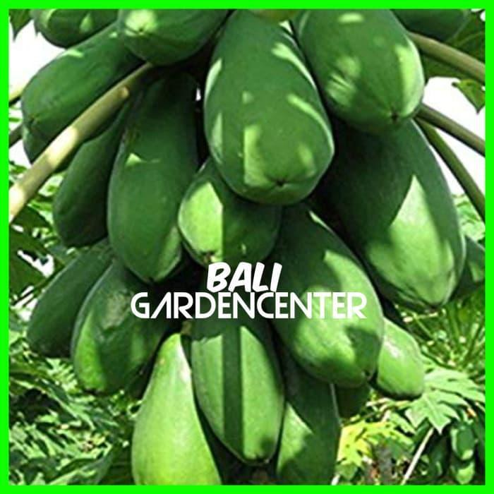 BENIH BIJI PEPAYA BANGKOK - PEPAYA BANGKOK UNGGUL