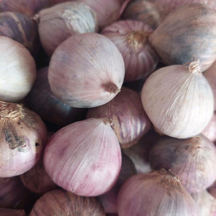 READY STOCK BAWANG TUNGGAL SUPER JUMBO 1 KG