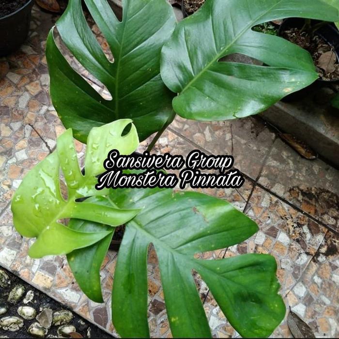 Monstera Pinnata / Tanaman Monstera Rambat