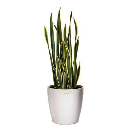 Tanaman Lidah Mertua atau Sanseviera Black and gold