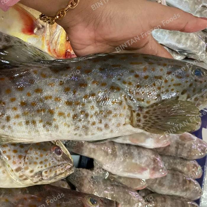 Ikan Kerapu Balong Kerapu Macan Segar Fresh 1 Kg