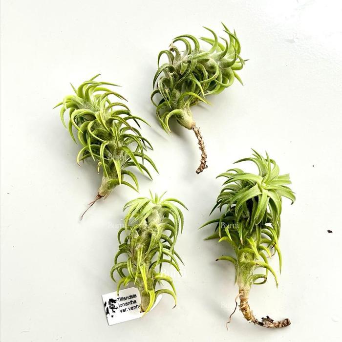 Tillandsia Ionantha Var. Vanhyningii - Import Bumi Air Plant Udara Pasti Promo