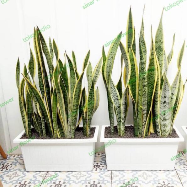 sensivera + pot persegi panjang/tanaman hias/tanaman lidah mertua+pot