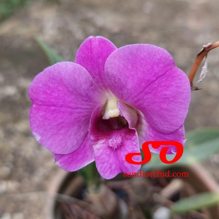Dendrobium Mini Salaya Candy DEWASA