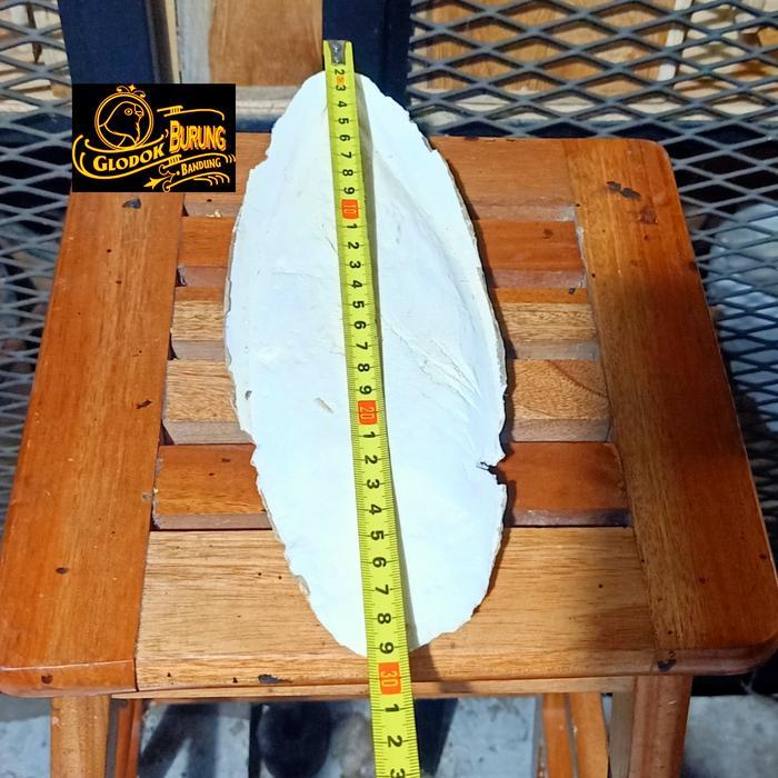 Tulang Sotong Jumbo 25 cm Cangkang Cumi Calsium Untuk Burung Kenari Lovebird Falk