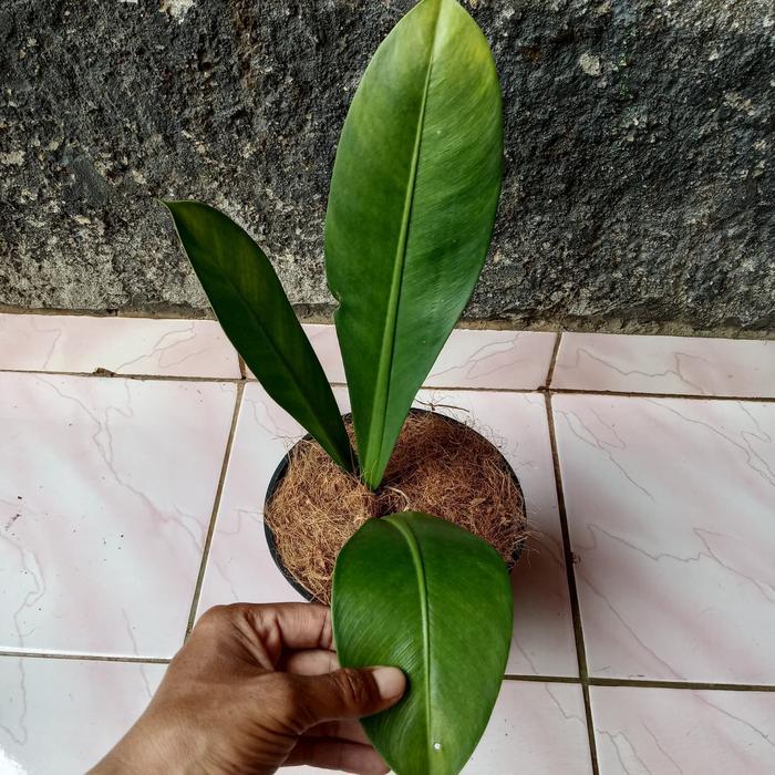 Stok Baru Philodendron callosum - tanaman koleksi- philo callosum australia
