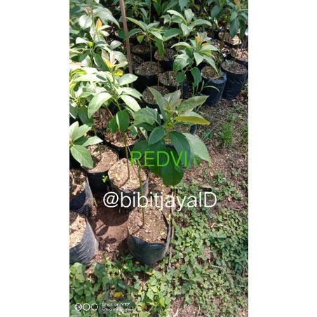 Bibit Alpukat Red Vietnam 1 meter Genjah #Murah