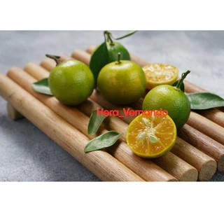 Bibit Jeruk Es Kondisi Siap Berbuah Spesial