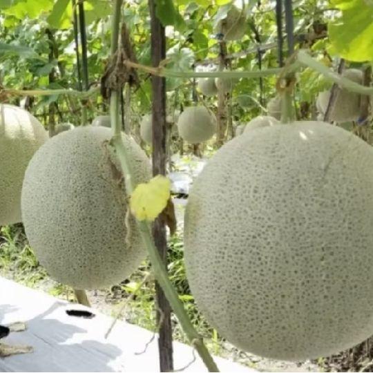 Serasiinspace Benih Biji Melon Madu Manis Jumbo F1 Benih Bibit Tanaman Melon Terbaik