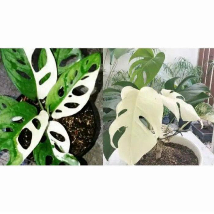 Promo bonggol monstera albino janda bolong variegata