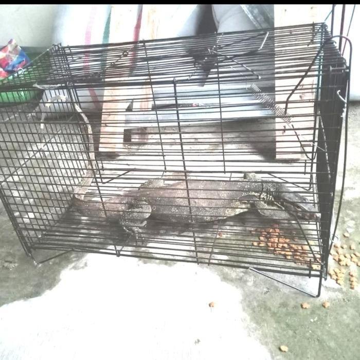 Promo Jebakan Perangkap Kucing Jebakan Perangkap Musang Sale