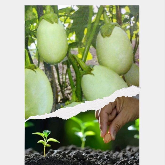 "New" 250 BUTIR BENIH TERONG LALAP BULAT PONDOH BESAR