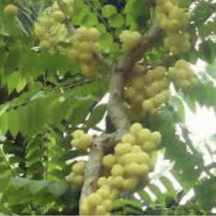 tanaman buah cermai // sudah berbuah